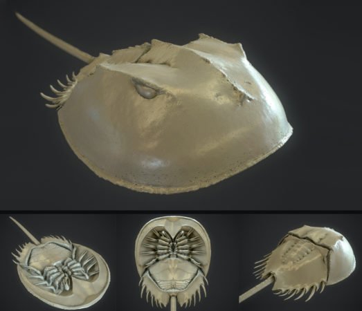 Saurian Devblog 12 - Pfeilschwanzkrebs